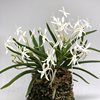 Neofinetia falcata Yasuri Takakuma'高高隈